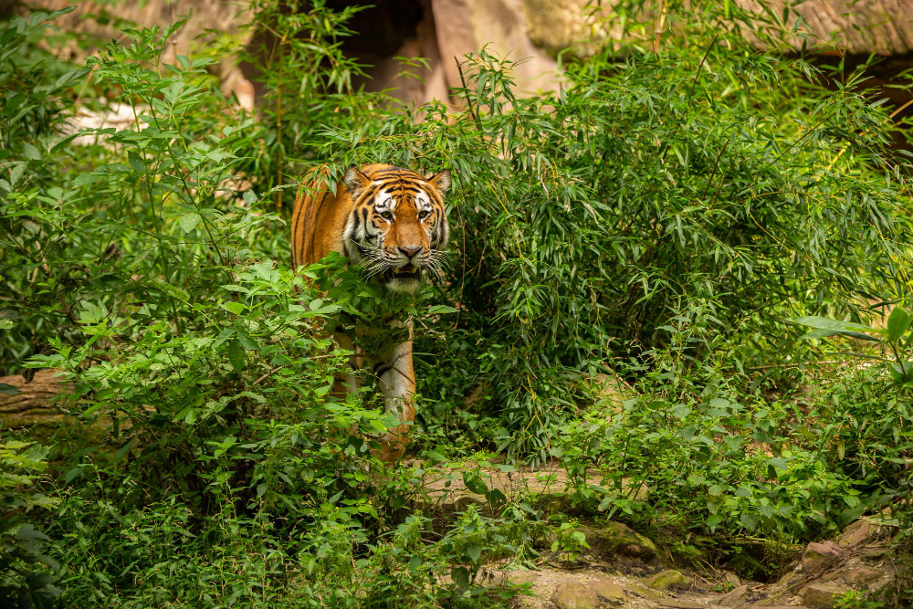 Bengal Tiger in lush habitat