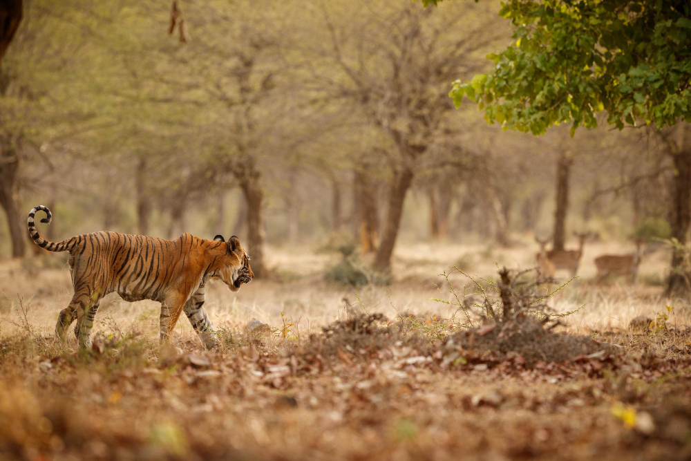 Pench Tiger Reserve